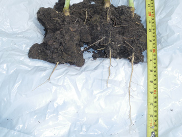 Tiller Roll - strong, deep 12 inch tap roots able to access vital moisture and nutrients from depth